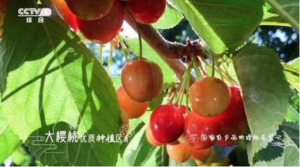 堅持走農產品品牌化道路 遼寧&ldquo;大連大櫻桃&rdquo;登陸央視
